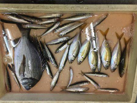 ウルメイワシ、アジ、チヌ