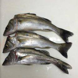 楠漁港  雨中釣行