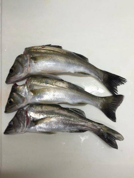 楠漁港  雨中釣行