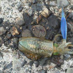 秋イカエギング