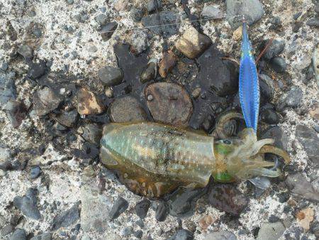 秋イカエギング