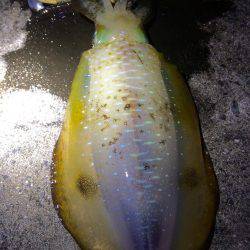 夕マヅメ強風エギング