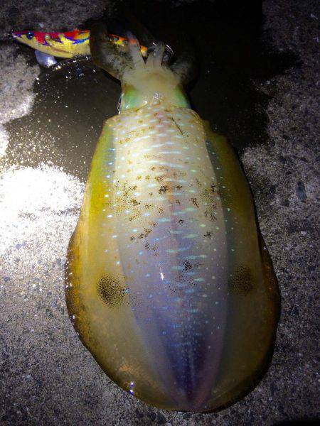 夕マヅメ強風エギング