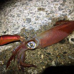 寝る前の短時間(笑)