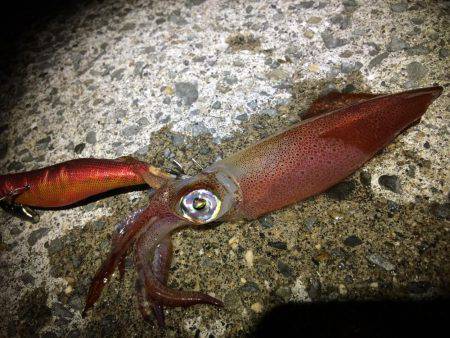 寝る前の短時間(笑)