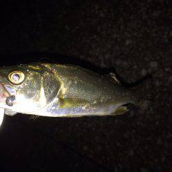 初アコウ！！！