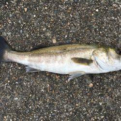 帰り際のシーバスヒット!