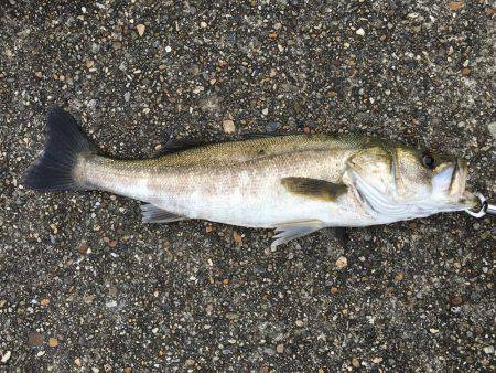 帰り際のシーバスヒット!