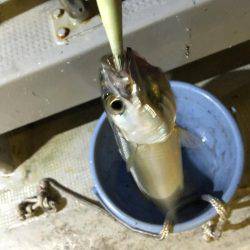 イカ釣り  虎之介