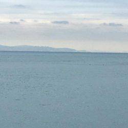 アオリイカちゃん