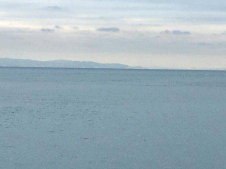 アオリイカちゃん