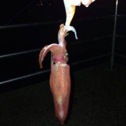 ケンサキ40センチ級を求めて