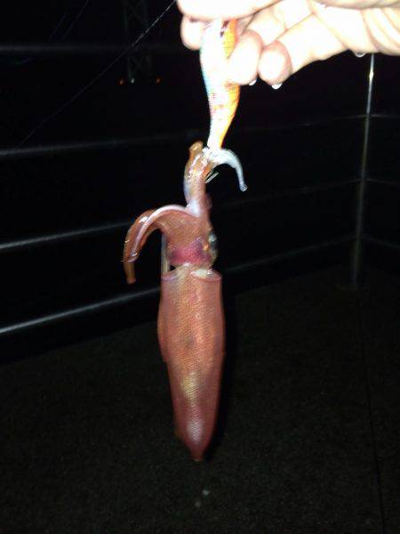 ケンサキ40センチ級を求めて