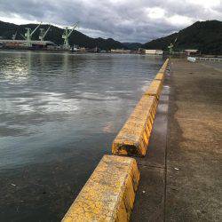 ウルメイワシ×10〜15センチ×30匹