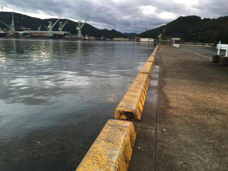 ウルメイワシ×10〜15センチ×30匹