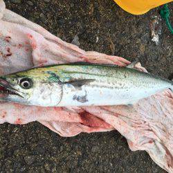 青物おったなぁ、、、