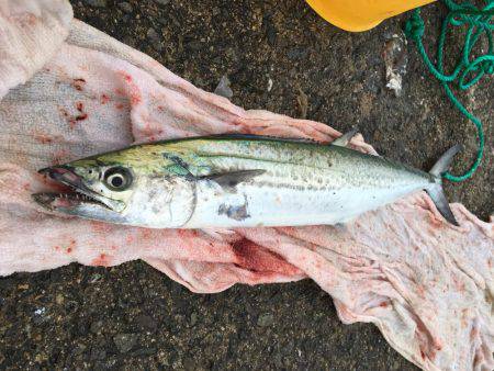 青物おったなぁ、、、