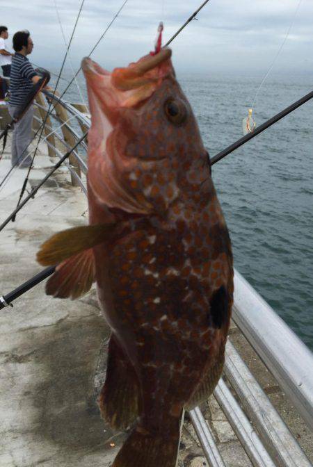 初ハマチ、初アコウ