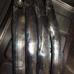 悪天候でもタチウオ