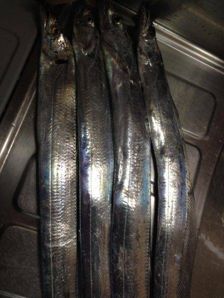 悪天候でもタチウオ