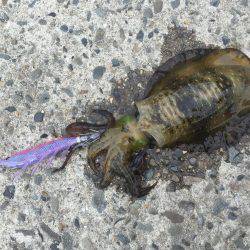 苦戦しましたが…