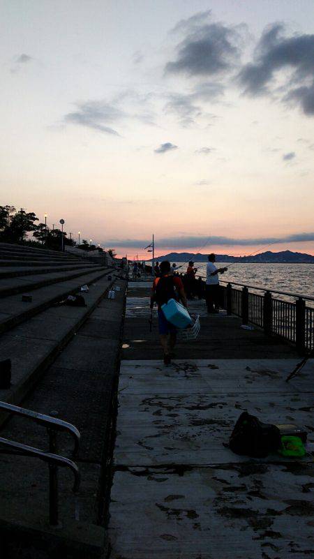 夕方に粘ってサゴシ