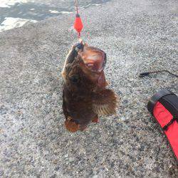 ポーアイ赤灯台でマアジとガシラ