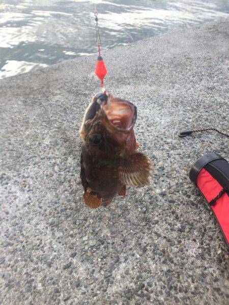 ポーアイ赤灯台でマアジとガシラ