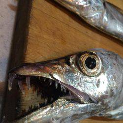 初メーターオーバー