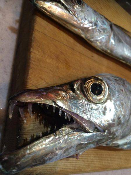 初メーターオーバー