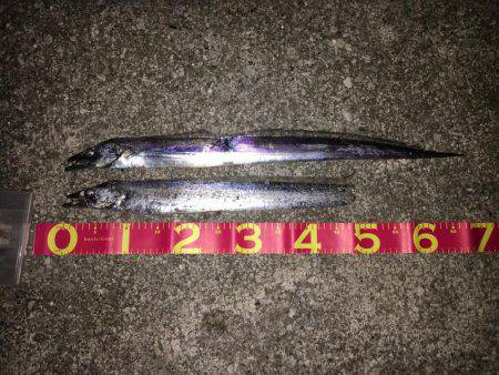 タチウオ復活in貝塚人工島