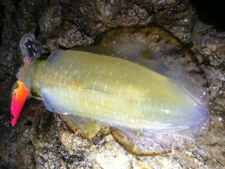 渋い渋い夕マヅメエギング