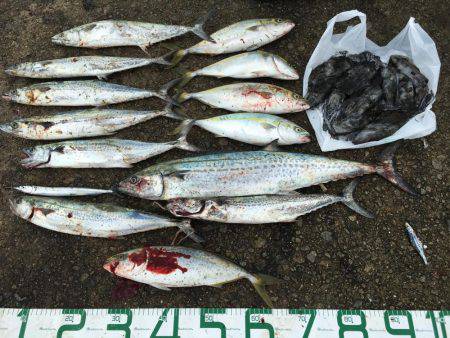 ナブラびっしり