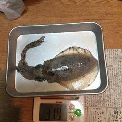 新子にしてはデカイ