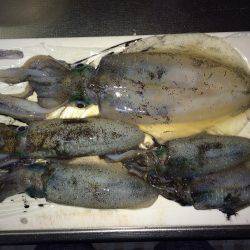 ケンサキ40セン級を求めて