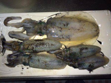 ケンサキ40セン級を求めて