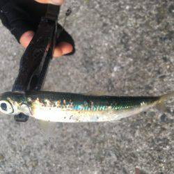 初ライトショアジギング‼️