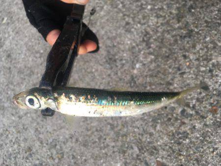 初ライトショアジギング‼️