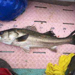 アコウ爆釣‼️