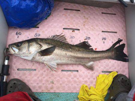 アコウ爆釣‼️