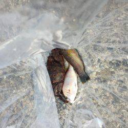 エギングのはずが…