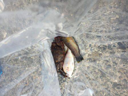 エギングのはずが…