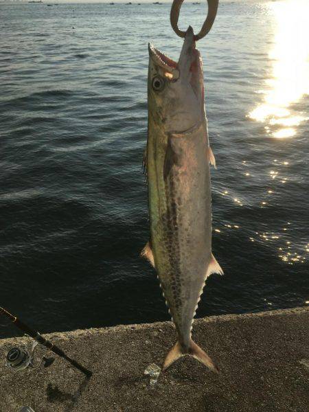 ショアジギング