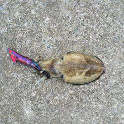 淡路島 アオリイカ釣行