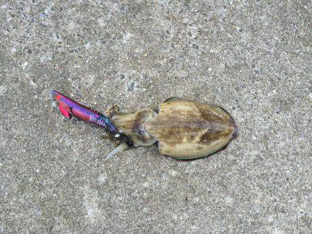 淡路島 アオリイカ釣行