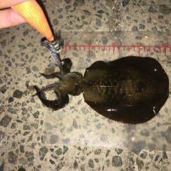 アジングからエギング!