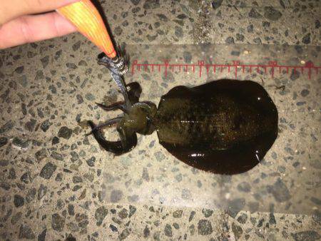 アジングからエギング!