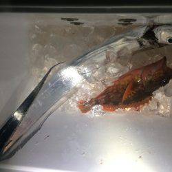 二兎を追うも追いきれず。