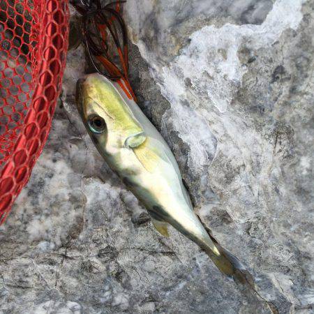 朝まずめと夕まずめ