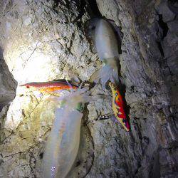 烏賊は何処へ・・・